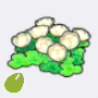 浮岛花种子
