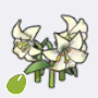 优雅花种子