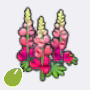 强韧花种子