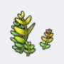 蕨类