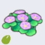 海边花种子