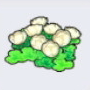 浮岛花
