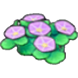 海边花