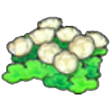 浮岛花